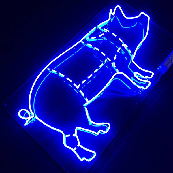 Neon light blue pig