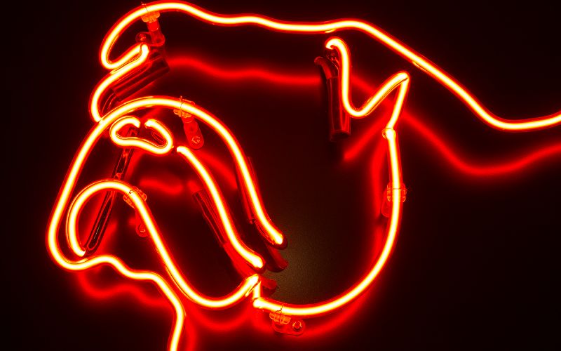 real-neon-signs-bulldog-min